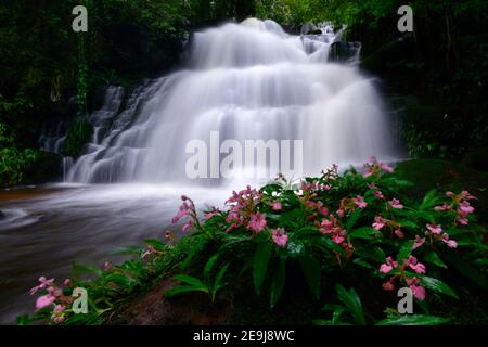 pink snapdragon flower at Man Daeng Waterfall, the beautiful waterfall in deep forest at Phu Hin Rong Kla National Park in Thailand Stock Photo
