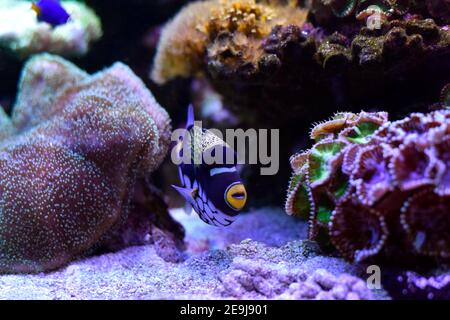 Wonderful and beautiful underwater world with corals and tropical fish closeup Stock Photo