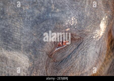 A close up picture of an Asian elephant's eye with rough thick skin. Stock Photo