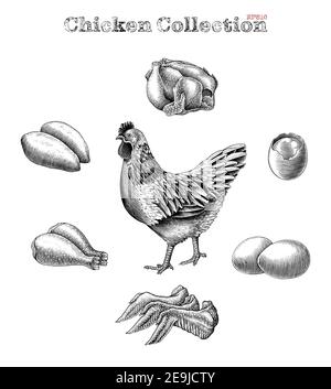 Chicken collection hand draw vintage engraving style clip art isolated on white background Stock Vector