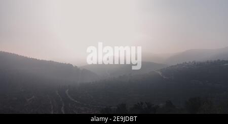 Jerusalem Forest, densely planted pine trees and natural woodland Stock Photo
