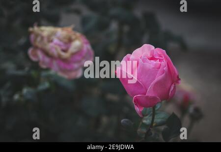 Pink rose flower with drops of rain on it, blurred background Stock Photo