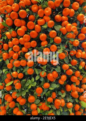 background and copy space. Oranges and mandarins resemble gold and sounds like the word success in Mandarin or luck in Cantonese, making them an adore Stock Photo