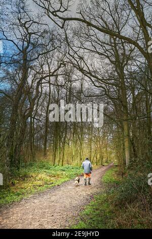 A man and his dog exercise in the medieval woodland of King's wood at Corby, England, during the national lockdown due to covid-19, January 2021. Stock Photo