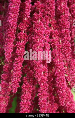 Close-up of Cat's Tail or Chenille Plant Pendent flowers 'Acalypha hispida' Stock Photo
