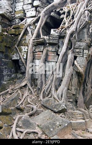 Close up of tree roots growing through and slowly destroying the ancient Khmer temple of Ta Som. Part of the Angkor complex in Cambodia. Ancient build Stock Photo