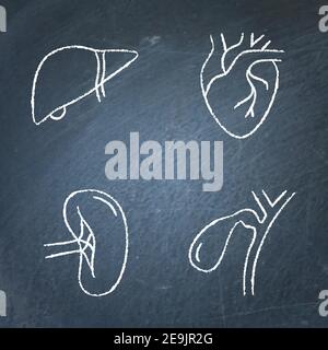 Human internal organs icon sketch set on chalkboard. Heart, liver, spleen and gallbladder symbols. Vector illustration. Stock Vector