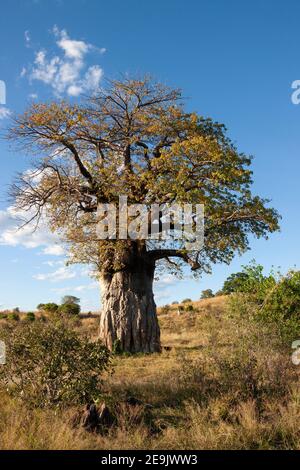 Adansonia digitata, the African baobab, is the most widespread tree species of the genus Adansonia, the baobabs, and is native to the African continen Stock Photo