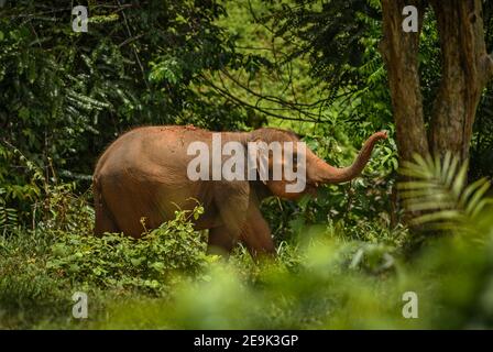 Asian Elephant - Elephas maximus, young asian elephant, iconic mammal from Asia, Thailand. Stock Photo
