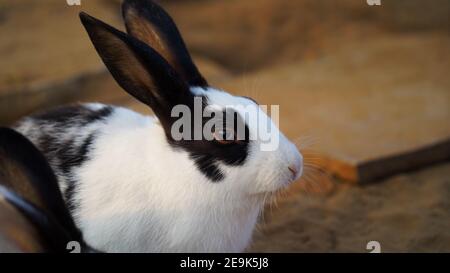 Two cute and innocent rabbit closeup with black and white spotted line, eating grass and vegetable in morning time. Stock Photo