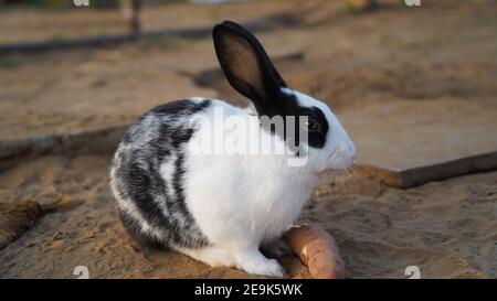 Beautiful white long eared Rabbit with scary mood. Rabbit with long ear ...