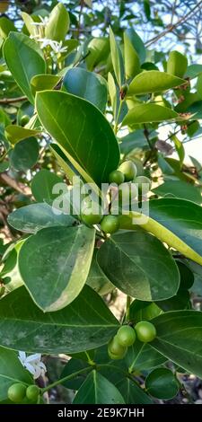 Karvand Wild Indian fruits Sour-sweet fruit Stock Photo