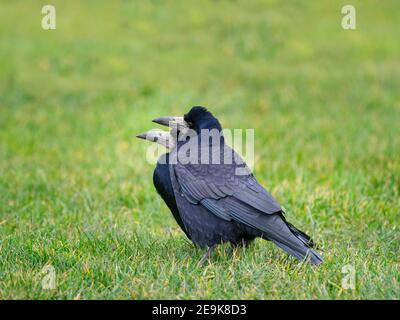 Rooks Corvus frugilegus pair together in late winter just before nest building begins East coast Norfolk Stock Photo