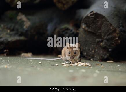 A Wood Mouse (Apodemus sylvaticus) feeding in a UK garden. Stock Photo