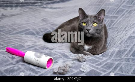 Adorable black cat lies near hair crumples and dirty lint removal roller, wagging tail on soft grey plaid on large bed in light room close view. Stock Photo