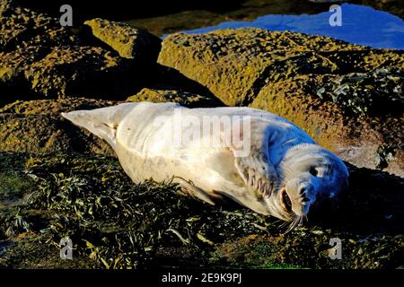 Grey seal pup basking in the sun on rocks at St Mary's Island Whitley bay Stock Photo