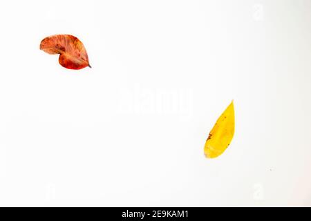two fallen leaves with autumnal colors on a white background Stock Photo