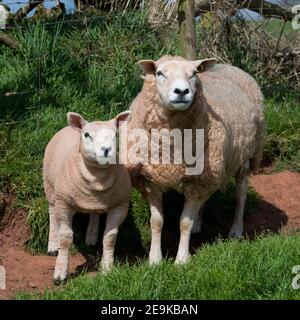 texel sheep and lamb Stock Photo