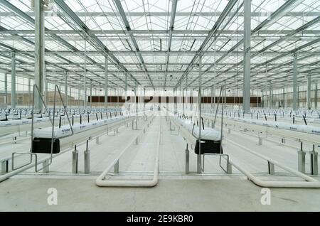 Wide angle view of a agricultural greenhouse irrigation system installation used for the growing tomatoes hydroponically, on inert media. The system here is using dutch technology but is installed in the Langfang district of Hebei, south of Beijing. © Olli Geibel Stock Photo