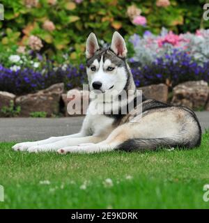 Siberian husky Dog Stock Photo