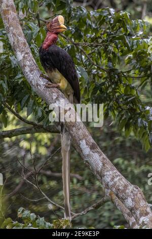 helmeted hornbill Rhinoplax vigil perch on a branch Stock Photo