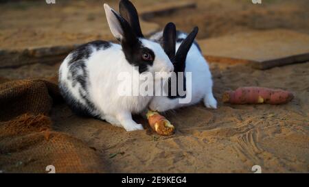 potato rabbit