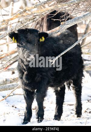Highlander cattle calf with dark fur on a field on a snowy winters day. Stock Photo
