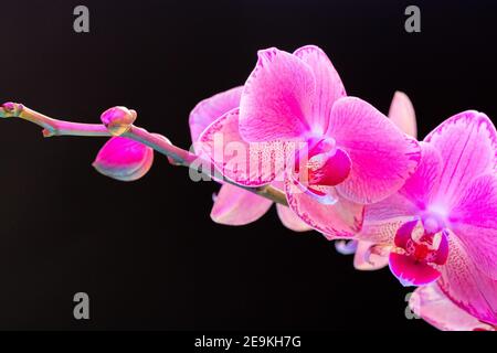 Neon Orchid On Dark Background Modern Stock Photo 1648168426