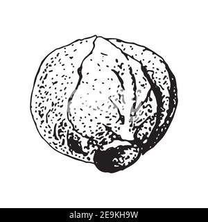 Hand drawn sketch lettuce vegetable. Vector black and white vintage isolated illustration. Stock Vector