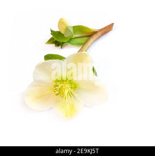 isolated hellebore flower  copy space for cards, events or messages , packaging, fabrics, prints, textiles, scrapbooking, birthday, cover design  whit Stock Photo