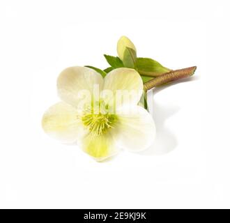 hellebore  isolated flower with bud  copy space for cards, events or messages , packaging, fabrics, prints, textiles, scrapbooking, birthday, cover de Stock Photo
