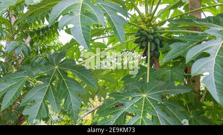 Papaya fruit with flower buds on a mature plant Stock Photo