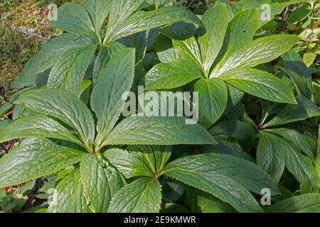 Lush glossy evergreen leaves of the Hellebore plant, Helleborous Lenten Rose or Winter Rose, view from above in summer Stock Photo
