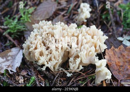 Clavulina coralloides, also known as Clavulina cristata, the white coral fungus or the crested coral fungus, wild mushroom from Finland Stock Photo