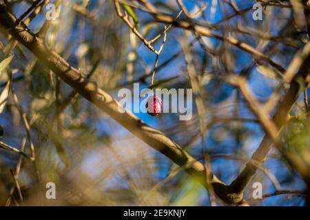 Olive tree blurry Stock Photo