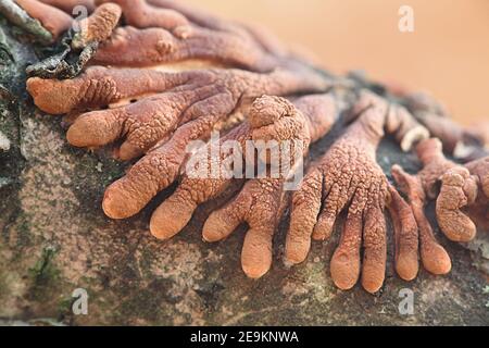 Hypocreopsis, lichenoides, also called Hypocrea riccioidea, commonly known as Willow Gloves, wild mushroom from Finland Stock Photo
