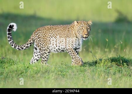 Leopard (Panthera pardus) walking in grass, looking at camera, Masai Mara National Reserve, Kenya, Africa Stock Photo