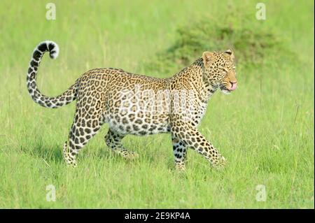 Leopard (Panthera pardus) walking in grass, with full belly and licking after eating prey, Masai Mara National Reserve, Kenya, Africa Stock Photo