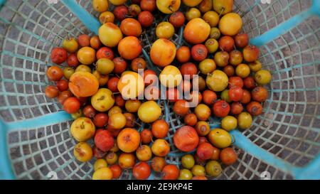 ziziphus mauritiana indian jujube, Ber fruits at various stages of ripeness with attractive view. Ripen ber fruit closeup. Stock Photo