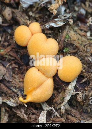 Lycogala epidendrum, commonly known as wolf's milk, groening's slime mold, aethalia or fruiting bodies on decaying wood