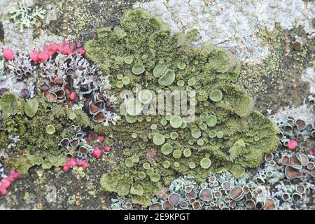 Melanohalea exasperata,  a green foliose lichen in the family Parmeliaceae, growing on the trunk of  maple tree in Finland Stock Photo