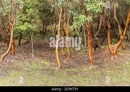 Orange, red bark of the Arbutus canariensis, Canary madrone, Canary Islands strawberry tree, madroño canario, madroño, madroñero, Monte de Agua, Erjos Stock Photo