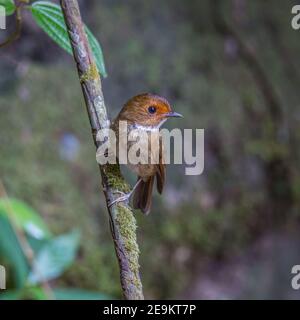 rufous-browed flycatcher Anthipes solitaris front profile Stock Photo
