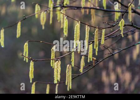 Hazel tree catkins. Hazel is monoecious, Stock Photo