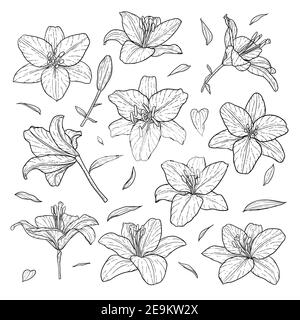 beautiful monochrome black and white set lily isolated on background. Hand-drawn. design greeting card and invitation of the wedding, birthday, Valent Stock Vector