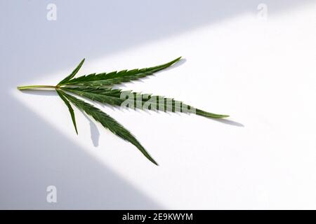 Marijuana cannabis leaf on a white background with shadow and sunshine.Trendy minimalism. Openwork leaf of hemp, textured green hemp leaf on a white Stock Photo