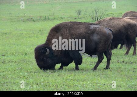 American Bison Grazing Stock Photo