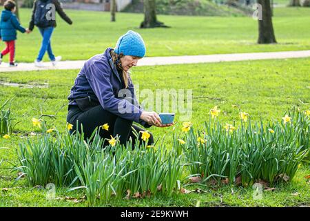 WESTMINSTER LONDON, UK 5 February 2021. A woman takes photos using a  smartphone of the yellow daffodil flowers (Narcissus) that have started to bloom  in Saint James Park London as the first signs of spring begin to show. Credit: amer ghazzal/Alamy Live News