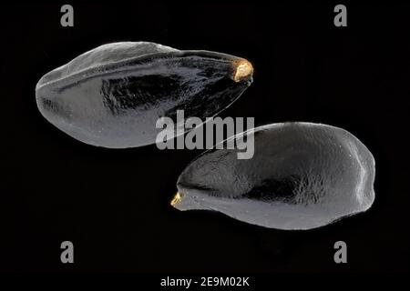 Aquilegia vulgaris, Common columbine, Gemeine Akelei, close up, seeds, 2 mm long Stock Photo