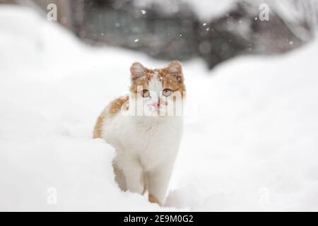 Beautiful little ginger cat sitting in the snow on a snowy day Stock Photo